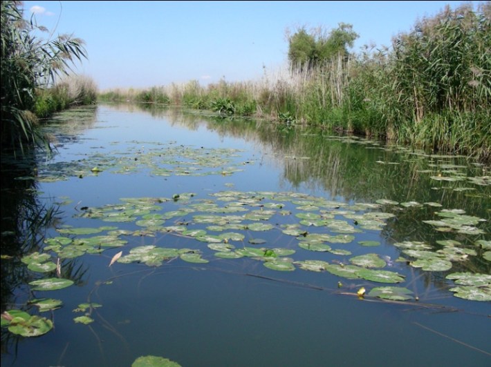 În anul 1905 la Cefa s-a amenajat prima crescătorie de crap din România
