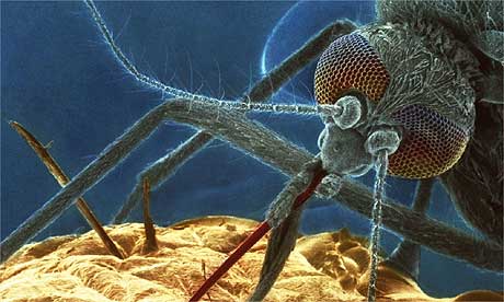 Sursa imagine: www.guardian.co.uk