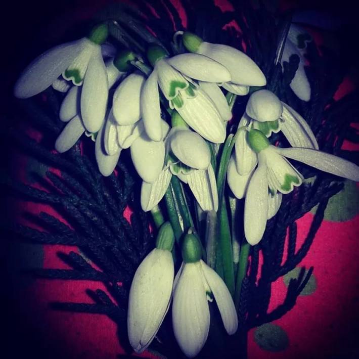 11024089_1543314689283398_1074886845147890064_n