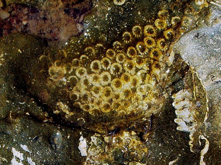 coral VALEA-STRACOȘULUI-coral-1