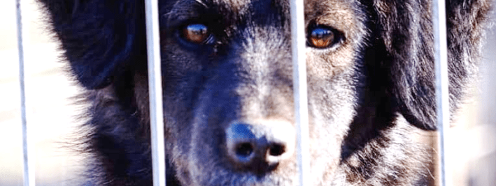 Animal Shields Oradea Posts